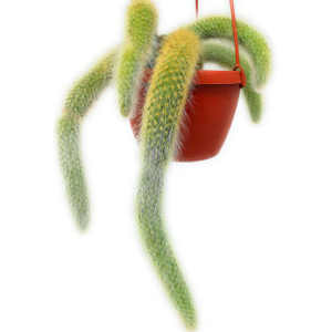 Cây xương rồng đuôi cáo