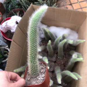 Cây xương rồng đuôi cáo