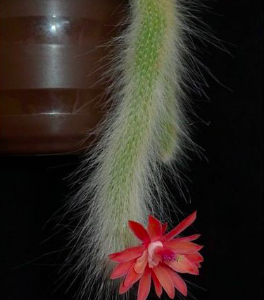 Cây xương rồng đuôi cáo