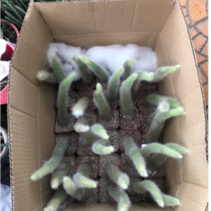 Cây xương rồng đuôi cáo