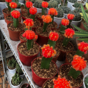 Cây xương rồng ghép đầu đỏ