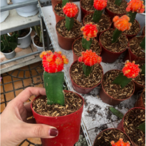 Cây xương rồng ghép đầu đỏ