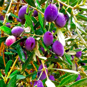 Cây giống Oliu cao 1m