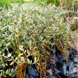Cây giống Oliu cao 1m