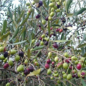 Cây giống Oliu cao 1m