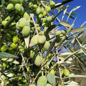 Cây giống Oliu cao 1m