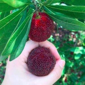 Cây giống Thanh Mai