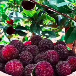 Cây giống Thanh Mai