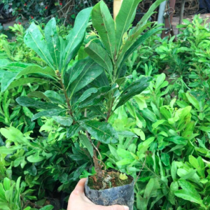 Cây giống Thanh Mai