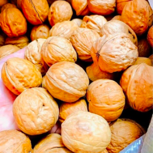 Cây giống quả Óc chó - Walnut