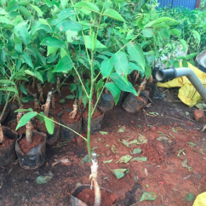 Cây giống quả Óc chó - Walnut