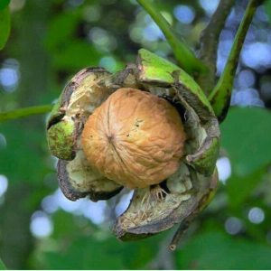 Cây giống quả Óc chó - Walnut