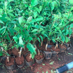 Cây giống quả Óc chó - Walnut