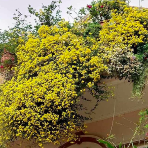 Chậu cây giống cúc chi vàng rũ làm trà hoa cúc