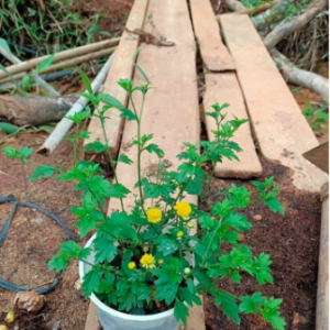 Chậu cây giống cúc chi vàng rũ làm trà hoa cúc