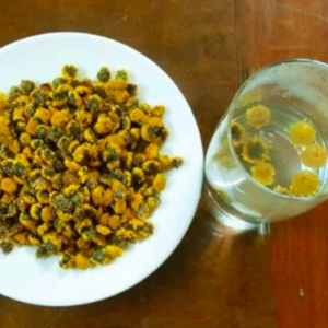 Chậu cây giống cúc chi vàng rũ làm trà hoa cúc