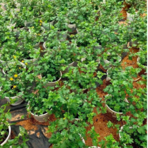 Chậu cây giống cúc chi vàng rũ làm trà hoa cúc