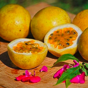 Cây giống chanh leo ngọt hoàng kim hương vị ổi