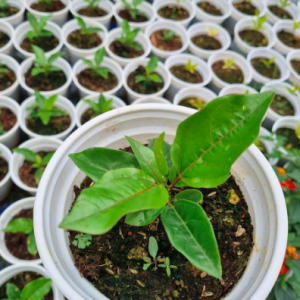 Cây giống chanh leo ngọt hoàng kim hương vị ổi