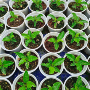 Cây giống chanh leo ngọt hoàng kim hương vị ổi