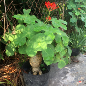 Cây ngô đồng trồng cảnh - chống nhiễm trùng, mụn nhọt, ghẻ lở, phong thấp vs bồi bổ cho nam giới