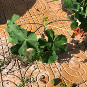 Cây ngô đồng trồng cảnh - chống nhiễm trùng, mụn nhọt, ghẻ lở, phong thấp vs bồi bổ cho nam giới