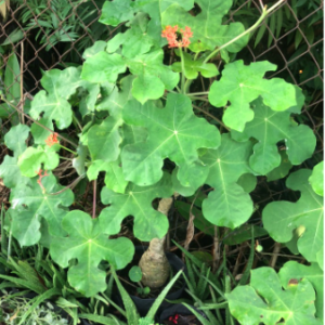 Cây ngô đồng trồng cảnh - chống nhiễm trùng, mụn nhọt, ghẻ lở, phong thấp vs bồi bổ cho nam giới