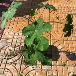 Cây ngô đồng trồng cảnh - chống nhiễm trùng, mụn nhọt, ghẻ lở, phong thấp vs bồi bổ cho nam giới