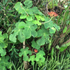 Cây ngô đồng trồng cảnh - chống nhiễm trùng, mụn nhọt, ghẻ lở, phong thấp vs bồi bổ cho nam giới