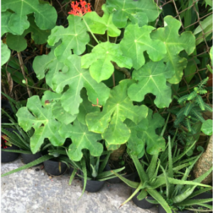 Cây ngô đồng trồng cảnh - chống nhiễm trùng, mụn nhọt, ghẻ lở, phong thấp vs bồi bổ cho nam giới