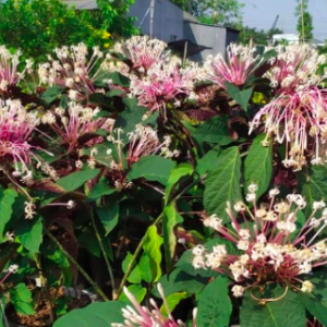 Cây pháo hoa chậu C9 - Clerodendrum Quadriloculare