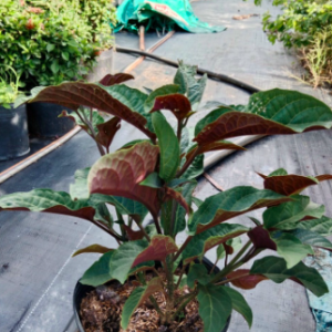 Cây pháo hoa chậu C9 - Clerodendrum Quadriloculare