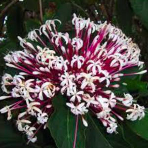 Cây pháo hoa chậu C9 - Clerodendrum Quadriloculare