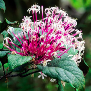 Cây pháo hoa chậu C9 - Clerodendrum Quadriloculare