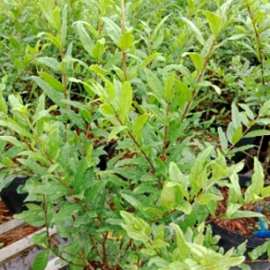 Cây giống lựu Peru C11