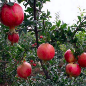 Cây giống lựu Peru C11