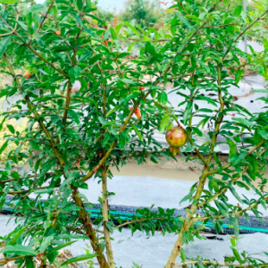 Cây giống lựu Peru C11