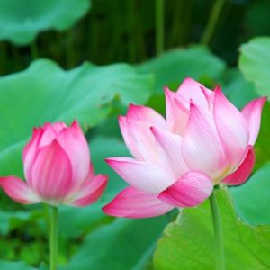 Gói 5 hạt giống sen bách diệp - sen quan âm mix 5 màu: đỏ, tím, vàng, trắng, hồng