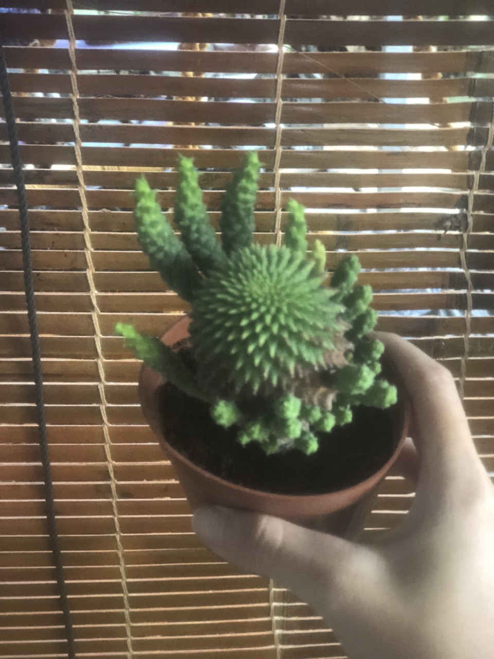 Chậu cây sen đá bạch tuộc