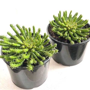 Chậu cây sen đá bạch tuộc