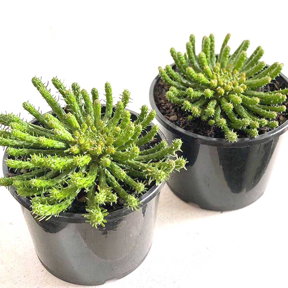 Chậu cây sen đá bạch tuộc