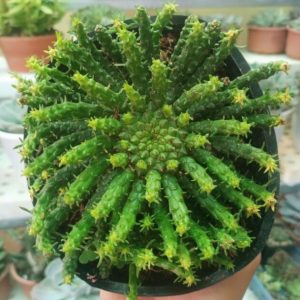 Chậu cây sen đá bạch tuộc