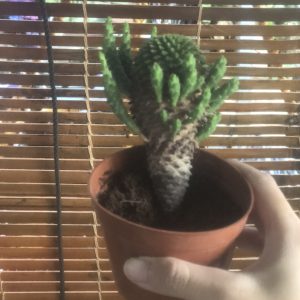 Chậu cây sen đá bạch tuộc