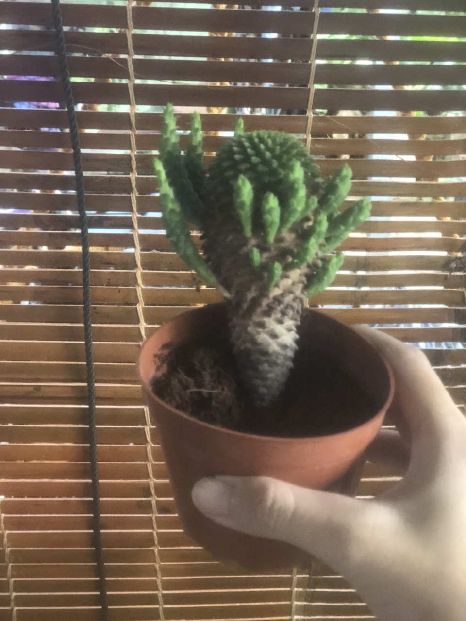 Chậu cây sen đá bạch tuộc