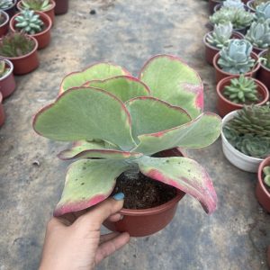 Sen đá bướm var