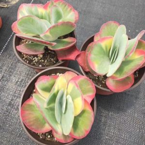 Sen đá bướm var