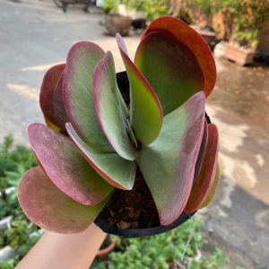 Sen đá bướm var