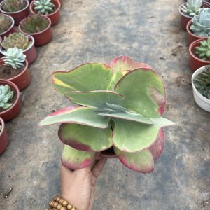 Sen đá bướm var