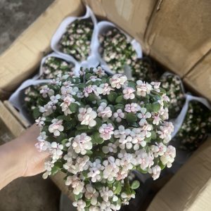 Chậu cây sen đá đô la hồng bonsai