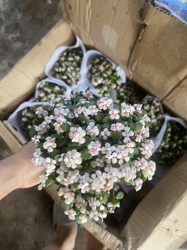 Chậu cây sen đá đô la hồng bonsai